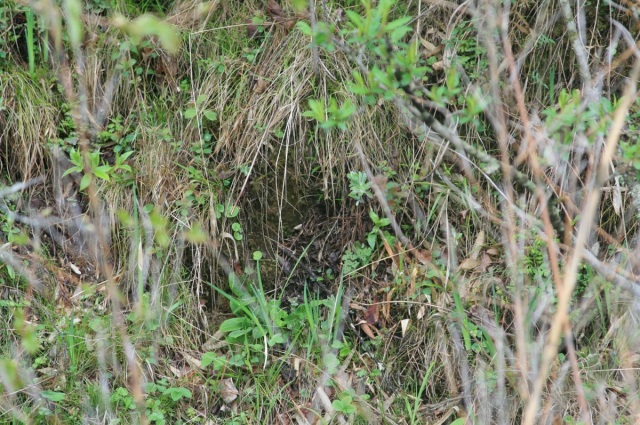 A Blackthroat nest from 2012.  Situated on a steep bank.