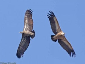 Rueppell's Vulture (left) and Eurasian Griffon (right), Portugal, November 2011. Photo by Rami Mizrachi.